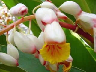 月桃は沖縄の山野に群生するショウガ科の植物